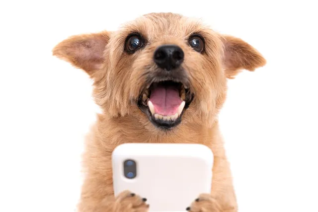 14 Popular & Influential TikTok Dogs to Follow