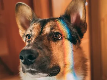 Are Dogs Color Blind? Vet-Approved Vision Facts