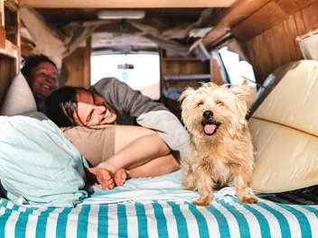 10 Best Dog Breeds for Van Life (With Info & Pictures)