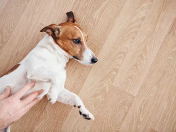 Borborygmi in Dogs: Vet-Reviewed Causes & Care Guide