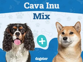Cava Inu: Breed Info, Pictures, Care Guide, & More