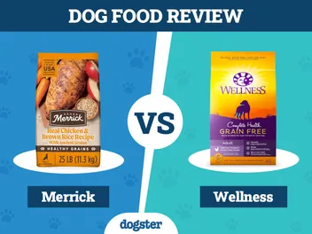 Merrick vs. Wellness Dog Food: Our 2026 In-Depth Comparison