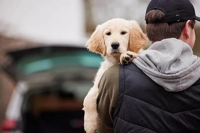 Dognapping: 8 Things to Do if Someone Steals Your Dog