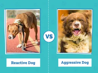 Reactive vs Aggressive Dog: Vet-Reviewed Differences