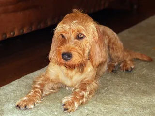 Basset Fauve de Bretagne Dog Breed: Info, Pictures & Care Guide