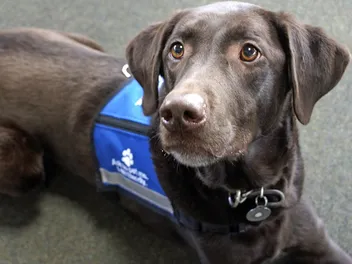 How to Certify a Service Dog: 5 Vet-Verified Steps