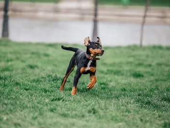 5 Great Off-Leash Dog Parks in Roseville, CA You Can Visit Today (2026 Update)