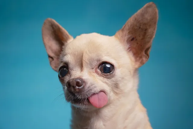How Long Do Chihuahuas Live? Average Lifespan, Data & Care Guide