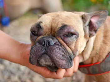 My Dog's Face Is Swollen: What Should I Do? Vet-Approved Guidance & FAQ