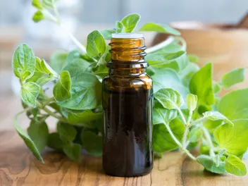 Oregano Oil for Dogs: Benefits, Usage & Side Effects (Vet Answer)