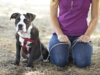 How to Surrender a Dog: 9 Vet-Reviewed Steps