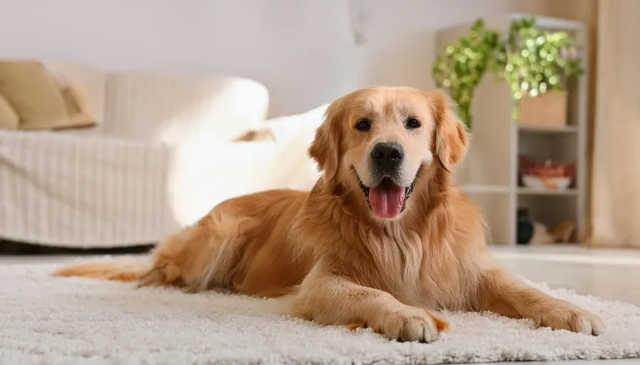A happy Golden Retriever