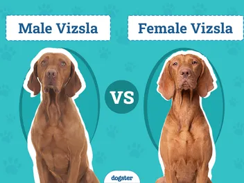 Male vs Female Vizslas: Vet-Reviewed Key Differences (With Info & Pictures)