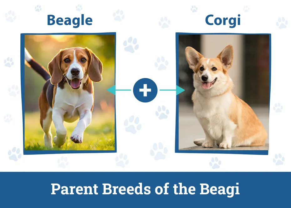 Parent Breeds of the Beagi