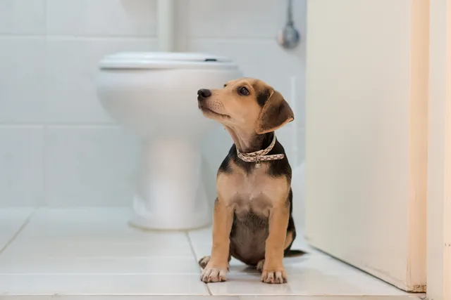 Can You Flush Dog Poop Down the Toilet? Vet-Reviewed Facts & Info