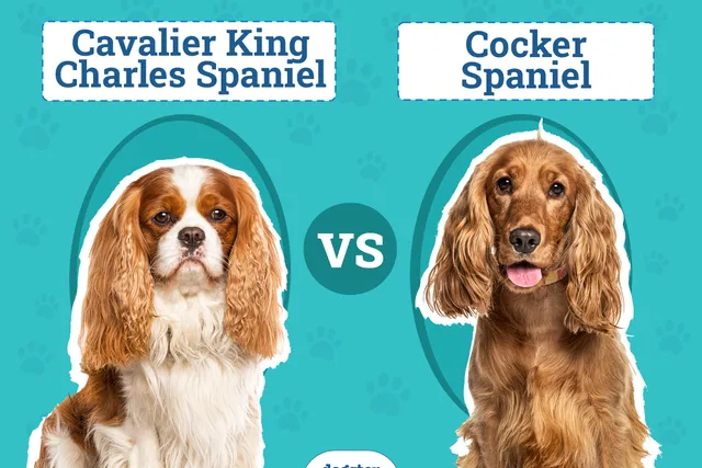Cavalier King Charles Spaniel vs Cocker Spaniel: Key Differences (With Pictures)