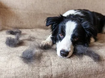 What Are Guard Hairs on Dogs? Vet Approved Facts & FAQ