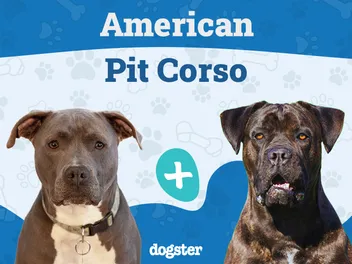 American Pit Corso (Cane Corso Pitbull Mix): Info, Pictures, Care & More