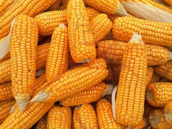 Is Corn in Dog Food Bad? Vet Approved Ingredient Guide