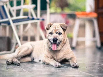Skin Tags on Dogs (Plus Lipomas & Other Lumps): Our Vet Explains
