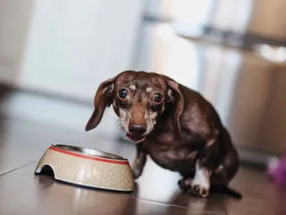 What to Feed a Dog With Arthritis: Comprehensive Guide