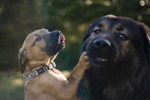 Do Father Dogs Recognize Their Own Puppies? Facts & FAQ