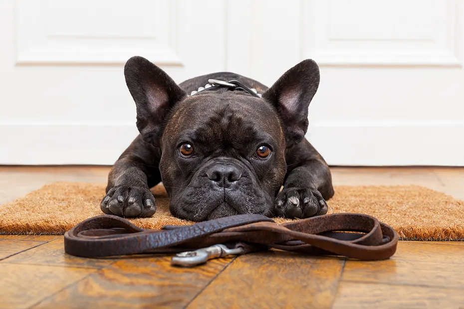 french bulldog dog staring at the leash