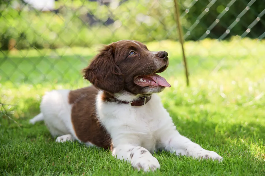 young Friesian Stabyhoun puppy in the grass