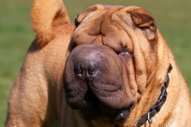 11 Shar-Pei Pros & Cons: What to Consider Before Bringing One Home