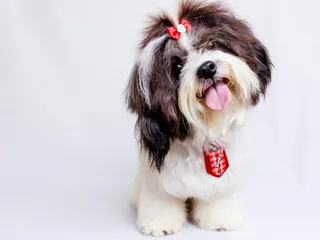 16 Longest Living Dog Breeds With Facts & Pictures