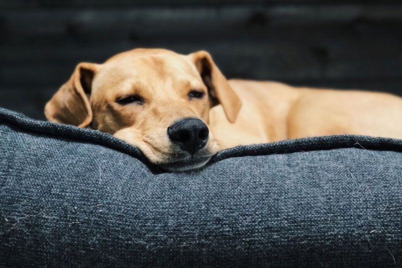 sleeping brown dog on gray fabric bed