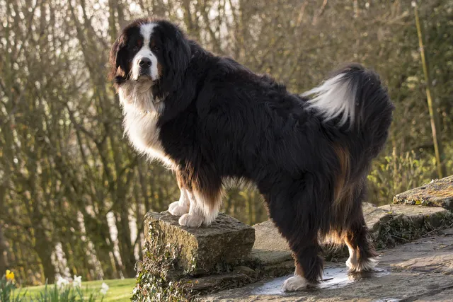 How Often Do Bernese Mountain Dogs Go into Heat? Vet-Reviewed Facts