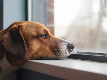 Can A Dog Die From Separation Anxiety? Vet-Reviewed Facts