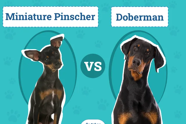 Miniature Pinscher vs Doberman: Key Differences (With Pictures)