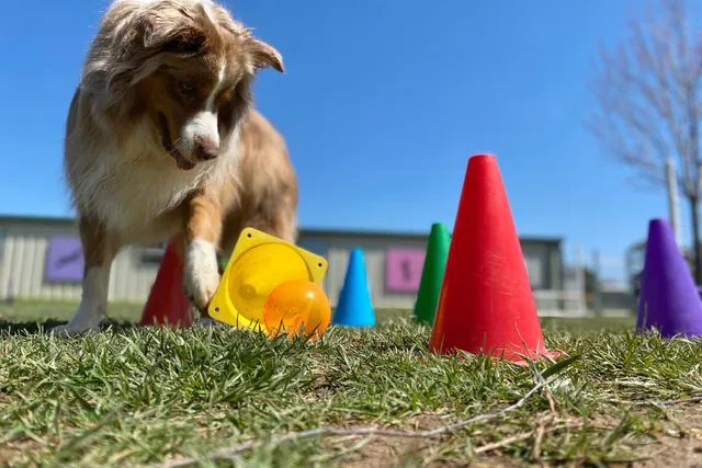 Do Dogs Dislike Certain Colors? Facts & FAQ (With Infographic)