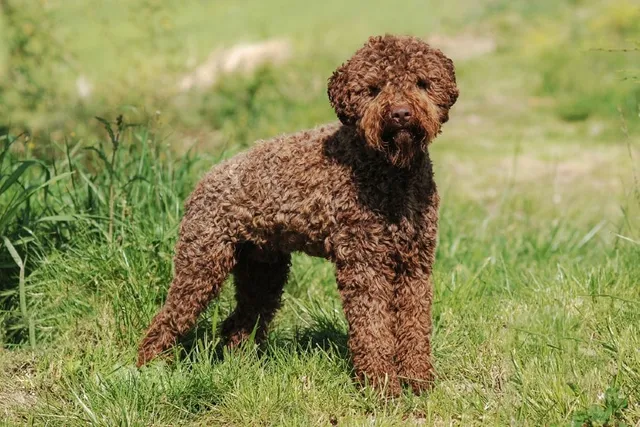 25 of the Newest Dog Breeds: Info, Pictures, Origin & More