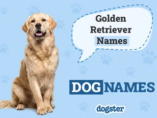 150+ Golden Retriever Names: Unique and Popular Ideas 2026
