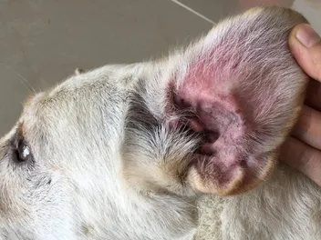 Can Dog Food Cause Ear Infections? Vet-Verified Facts & FAQ