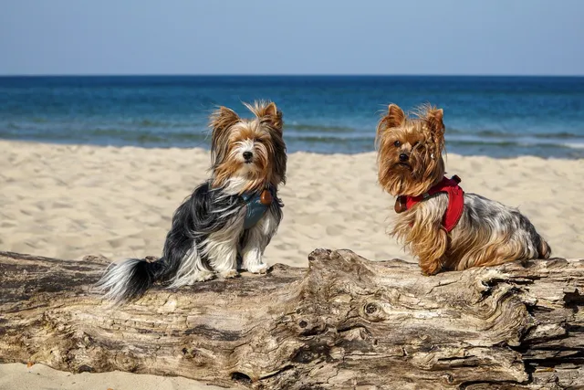 21 Amazing Dog-Friendly Beaches in Michigan to Visit in 2026