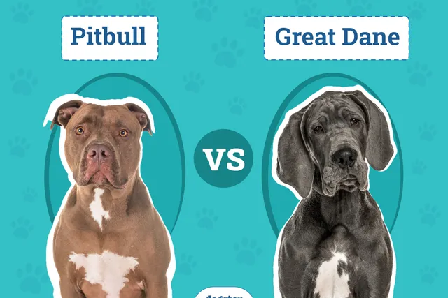 Pitbull vs Great Dane: The Differences (With Pictures)