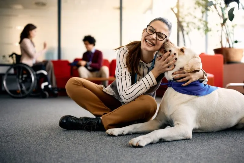 Labrador therapy dog owner
