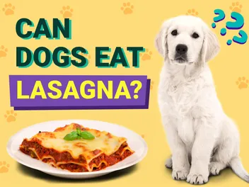 Can Dogs Eat Lasagna? Vet Approved Facts & FAQ
