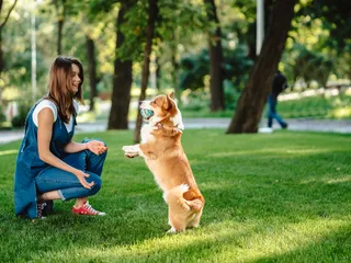 How to Train Your Dog to Be Off Leash: Vet-Verified Training Tips & Tricks