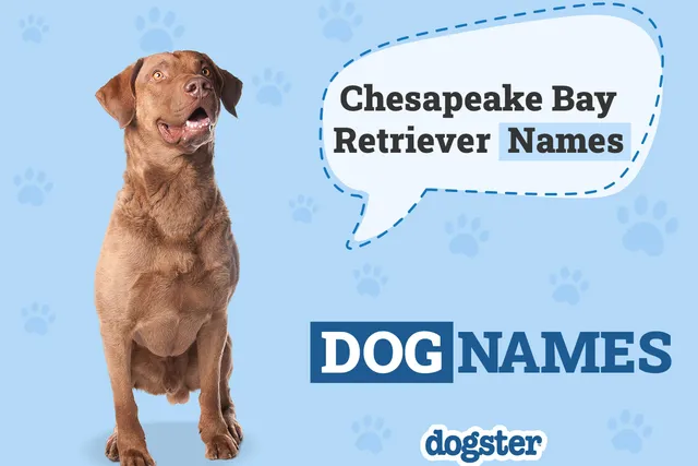 130+ Chesapeake Bay Retriever Names: Ideas for Resilient Hunting Dogs