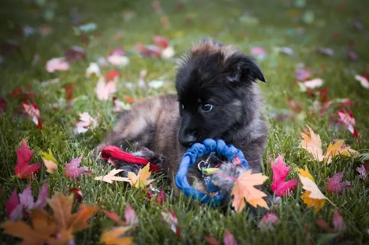 Pyrenean-Shepherd-puppy
