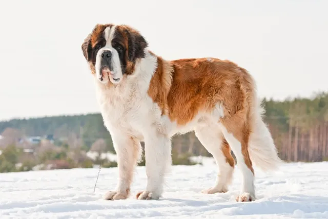 Barry the Saint Bernard - Who Was This Superdog of Switzerland