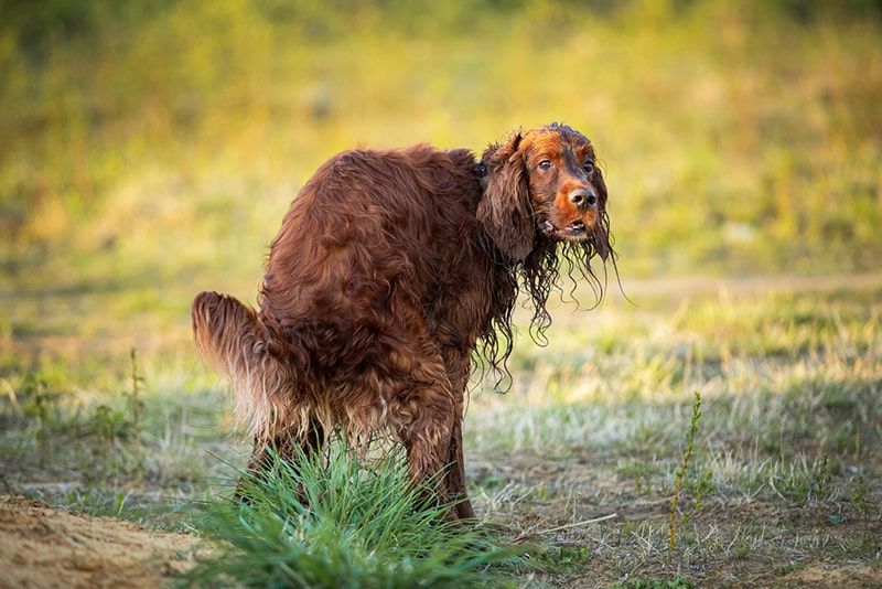 Adult Irish Red Setter dog marking territory pooping