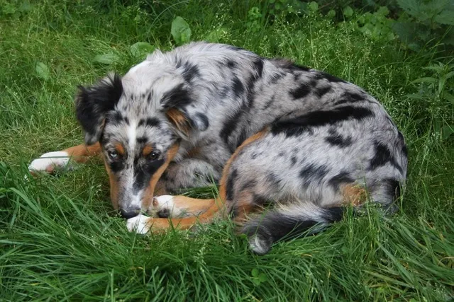 Why Does My Australian Shepherd Whine So Much? 6 Vet-Reviewed Reasons