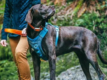 8 Best Harnesses for Large Dogs in 2026 - Reviews & Top Picks