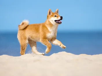 Why Is My Shiba Inu Dancing? 4 Likely Reasons